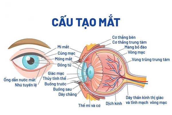Sơ đồ chi tiết cấu tạo của mắt người với các bộ phận chính