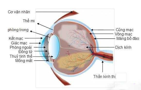 cấu tạo mắt cấu tạo mắt