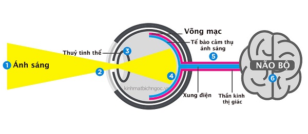 Sơ đồ hành trình của ánh sáng đi qua các bộ phận trong cấu tạo của mắt